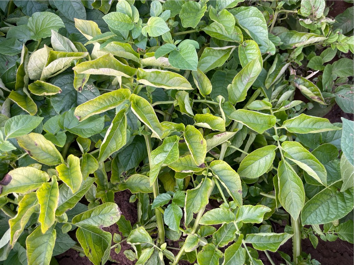 SEFARI Gateway (@sefariscot) on Twitter photo 🥔Save our tatties! 🥔
Read our new case study from <a href="/JamesHuttonInst/">James Hutton Institute</a> about how we can protect Scotland’s £1bn seed potato industry from rising virus threats.
🔗 tinyurl.com/4ksyv8dj
#PlantHealth #IPM #ScottishFarming 🥔Save our tatties! 🥔
Read our new case study from <a href="/JamesHuttonInst/">James Hutton Institute</a> about how we can protect Scotland’s £1bn seed potato industry from rising virus threats.
🔗 tinyurl.com/4ksyv8dj
#PlantHealth #IPM #ScottishFarming