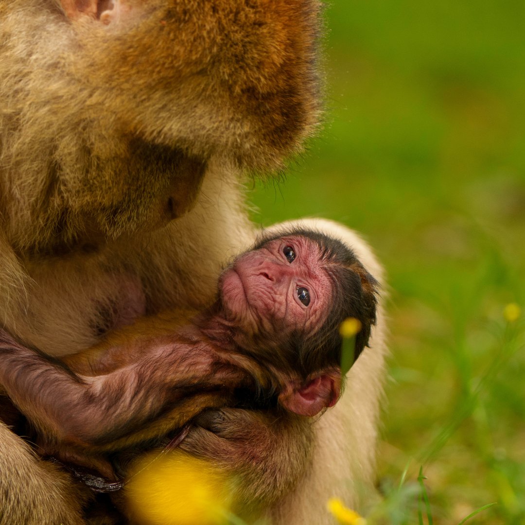 Trentham Monkey Forest tweet media
