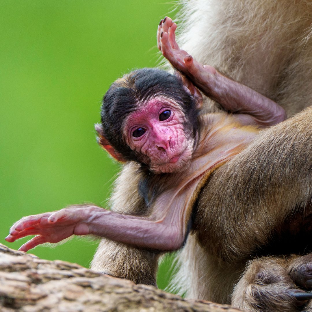 Trentham Monkey Forest tweet media