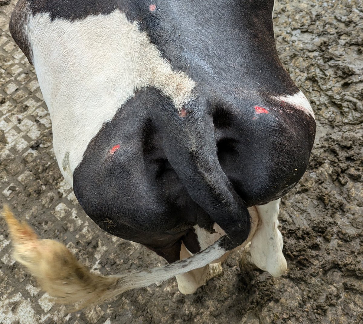 How to tell if a cow is bulling? 
There will be signs....