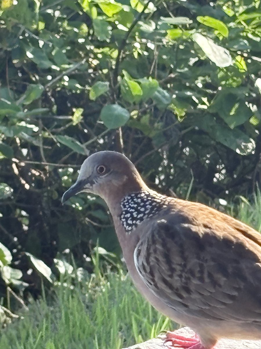 💧Michael West (@michaelwestbiz) on Twitter photo Dear <a href="/AustralianJA/">Australian Jewish Association</a> just reporting a Hamas bird seems to be wearing keffiya. Will you call for an Antisemitism Ornithological Inquiry? Dear <a href="/AustralianJA/">Australian Jewish Association</a> just reporting a Hamas bird seems to be wearing keffiya. Will you call for an Antisemitism Ornithological Inquiry?