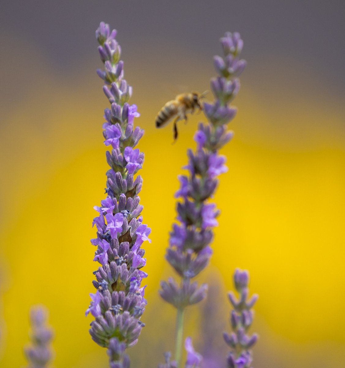 Le cercle chromatique dans toute sa splendeur avec cette complémentarité du jaune et du violet 🤝 

📷 vincentfavrephotographe I Instagram

Canon EOS R6 Mark II
Objectif : EF 100-400mm F/4.5-5.6L IS II USM
Ouverture : f/5.6
Vitesse : 1/1000s
ISO : 400

#CanonFrance