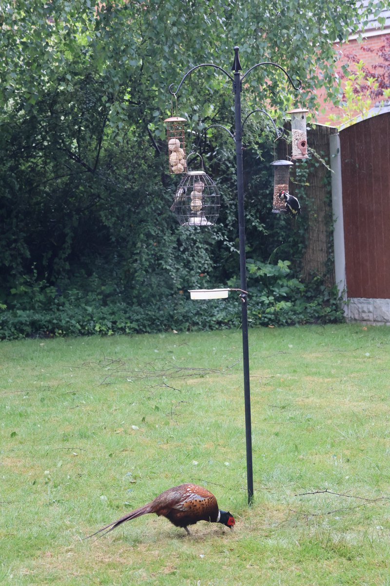RichardRawcliff's tweet image. Our resident woodpecker has been generously picking peanuts out for our new resident, and very noisy, pheasant 😃
