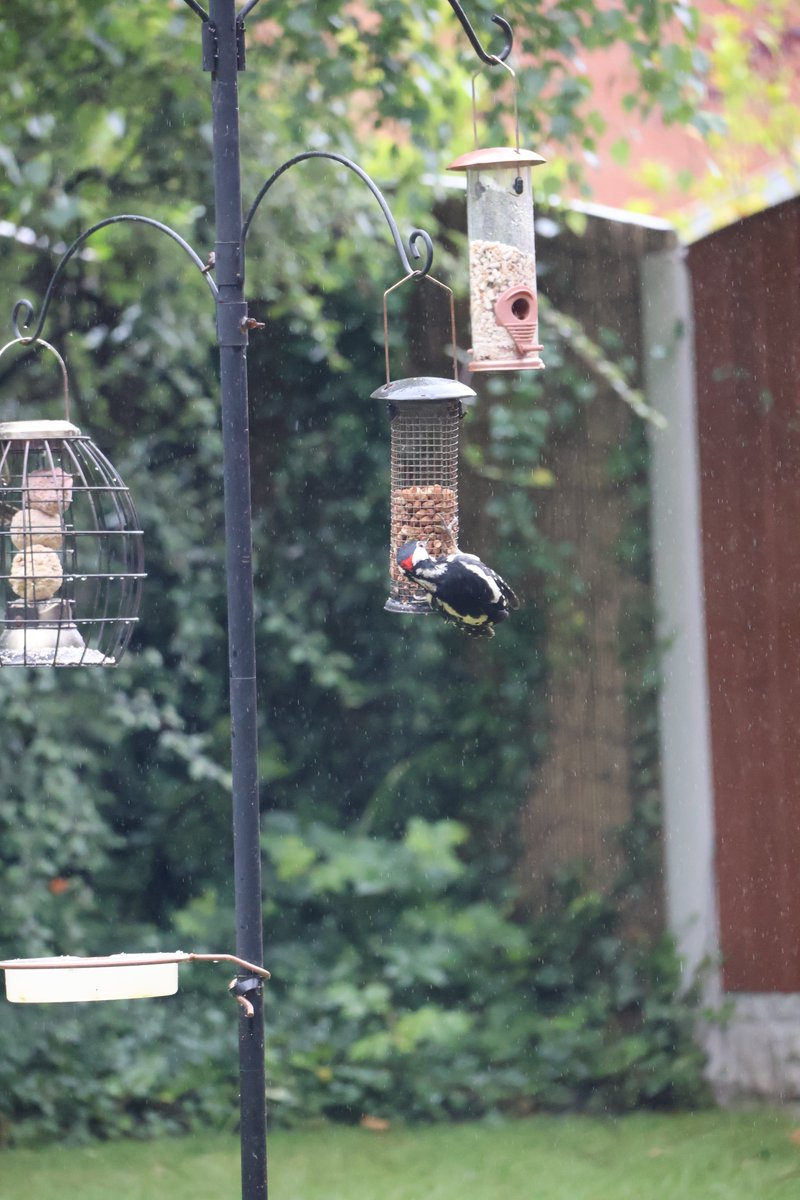 RichardRawcliff's tweet image. Our resident woodpecker has been generously picking peanuts out for our new resident, and very noisy, pheasant 😃