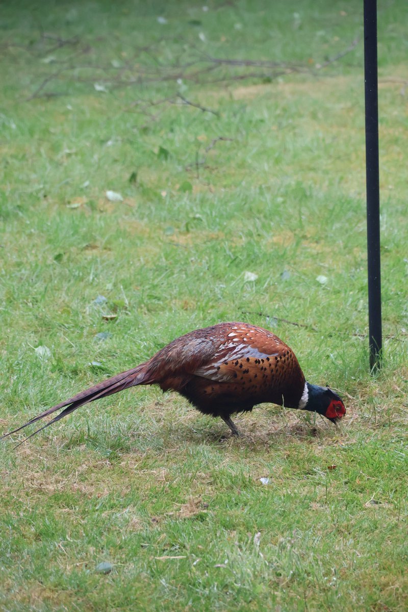 RichardRawcliff's tweet image. Our resident woodpecker has been generously picking peanuts out for our new resident, and very noisy, pheasant 😃