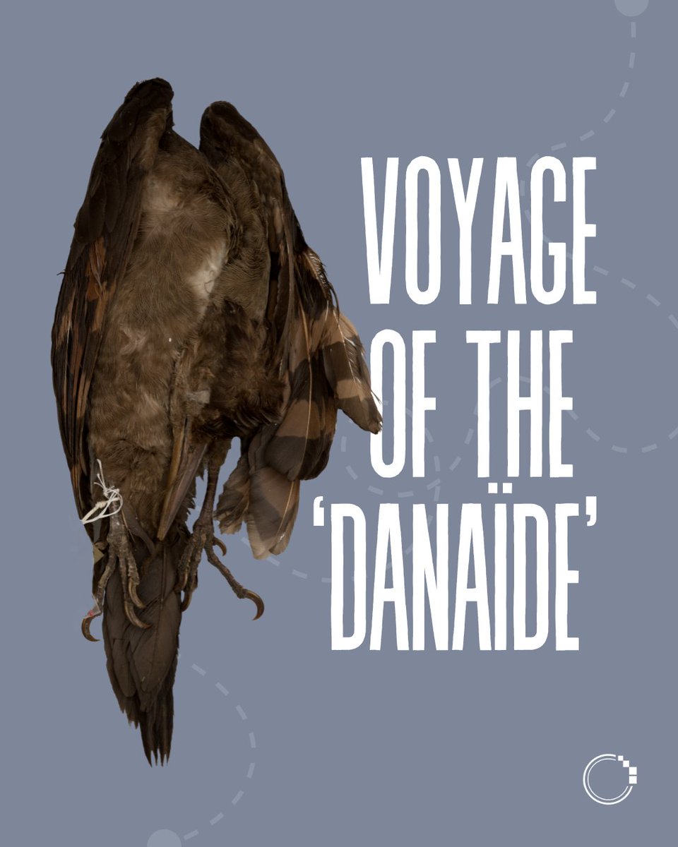 signifynathist's tweet image. This week, we look at a woodpecker specimen, collected almost 185 years ago, during the voyage of the ‘Danaïde’! It was later transferred to the MNHN at the end of the voyage. Flip to find out more 🚢