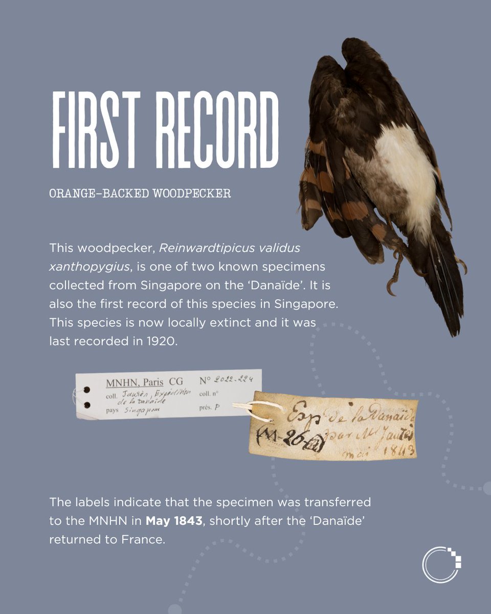 signifynathist's tweet image. This week, we look at a woodpecker specimen, collected almost 185 years ago, during the voyage of the ‘Danaïde’! It was later transferred to the MNHN at the end of the voyage. Flip to find out more 🚢