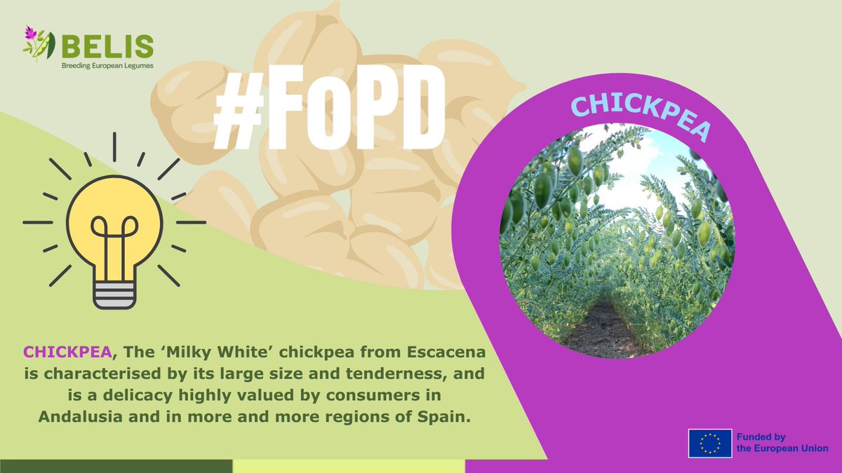 BELIS Project (@belis_eu) on Twitter photo 🤩🌱#FascinationofPlantsDay | Chickpea
The ‘Milky White’ chickpea from Escacena is characterised by its large size and tenderness.
👉 <a href="/BELIS_EU/">BELIS Project</a> aims to obtain new varieties of chickpea for different uses.
ℹ️linkedin.com/feed/update/ur… 🤩🌱#FascinationofPlantsDay | Chickpea
The ‘Milky White’ chickpea from Escacena is characterised by its large size and tenderness.
👉 <a href="/BELIS_EU/">BELIS Project</a> aims to obtain new varieties of chickpea for different uses.
ℹ️linkedin.com/feed/update/ur…