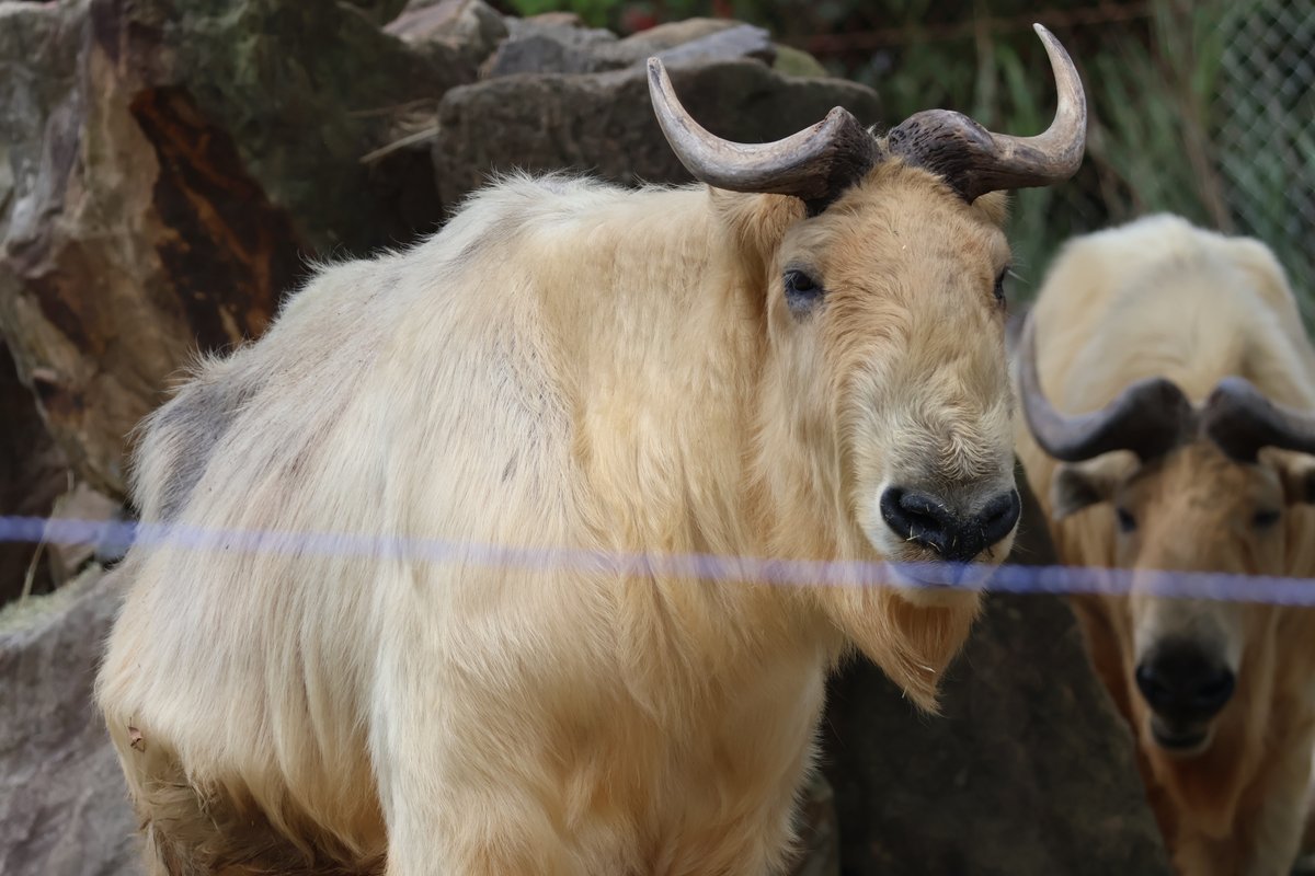 アドベンチャーワールドと言えばパンダが有名ですが、こちらのゴールデンターキンもまたパンダと同じ中国三大珍獣に数えられる貴重な動物です。ここでは他の飼育園と違い８頭のゴールデンターキンが群れで暮らす姿を見る事ができるので、とても見応えがあります。