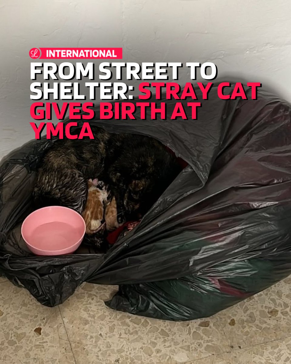 A stray cat wandered in and gave birth to four kittens in a resident’s bag - a quiet moment that reminded us: even in hardship, life and love find a way. 🐾
Our community is already caring for this new furry family. #DAR #CompassionInAction  <a href="/LovinMalta/">Lovin Malta</a>