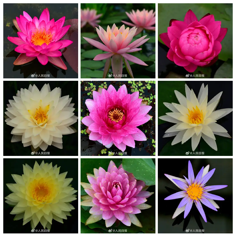 Time_travel2025's tweet photo. 多彩睡莲争奇斗艳，为自己挑一个“心如止水”头像吧！
Colorful water lilies compete for beauty, choose a "heart as calm as water" picture for yourself! https://t.co/KMjcnUPORr