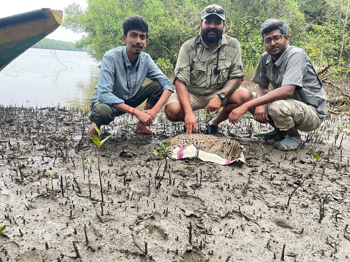 Wildlife Institute of India tweet media