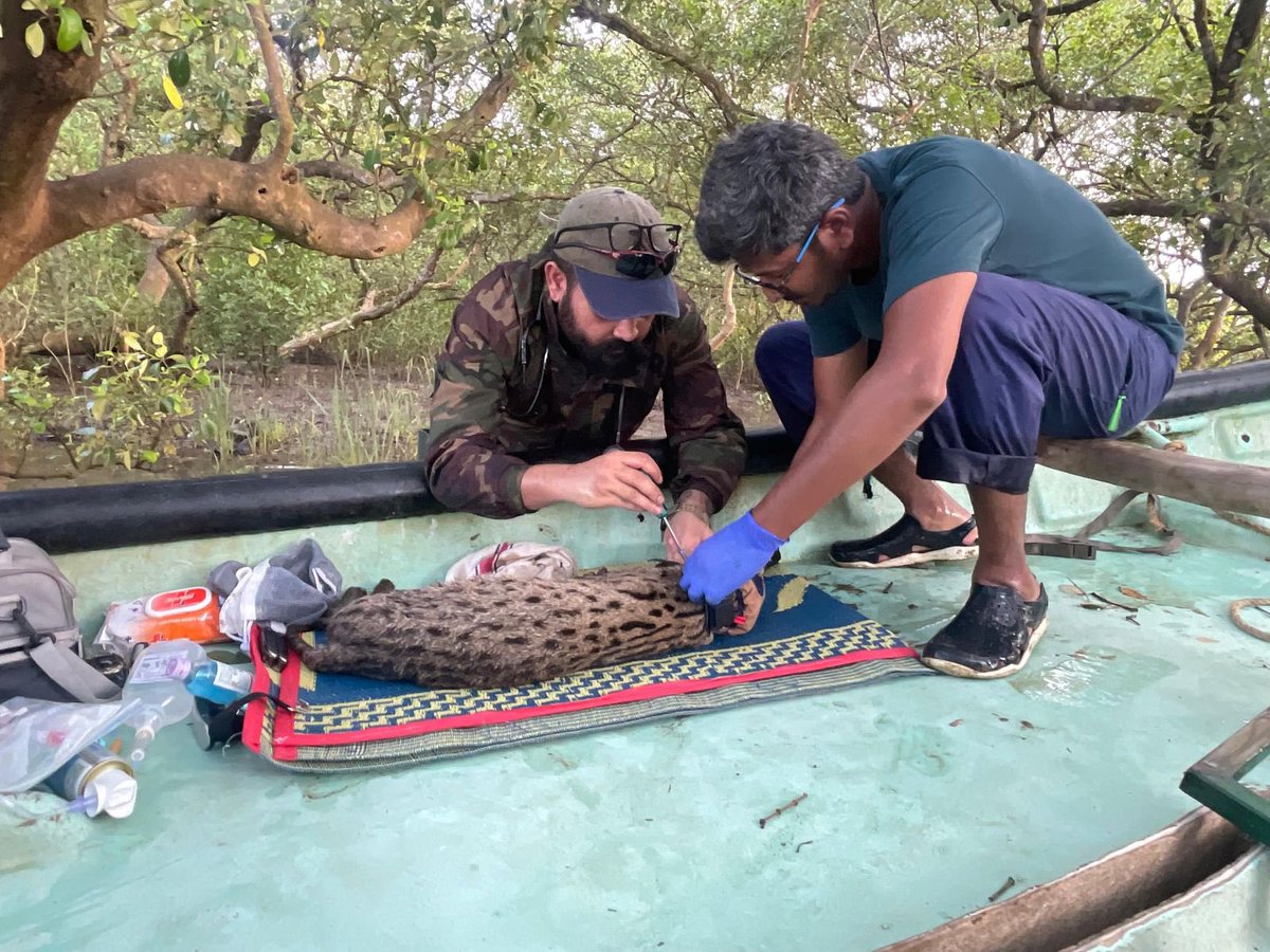 Wildlife Institute of India tweet media