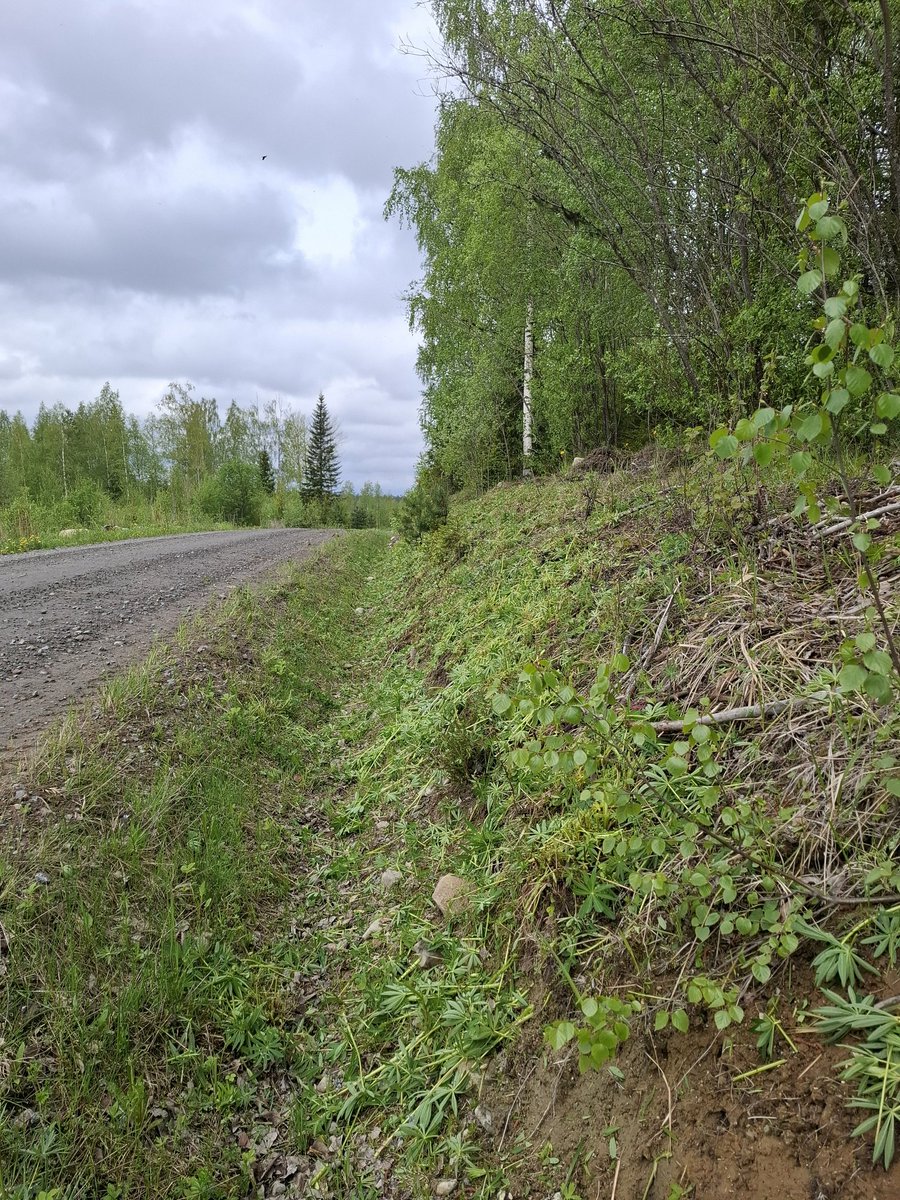 Olis taas se aika vuodesta, kun taistellaan lupiinia vastaan. Taistelutta ei tällekään antauduta, vaikka moni saattaa turhana rimpuiluna pitää. #haitallinen #vieraslaji