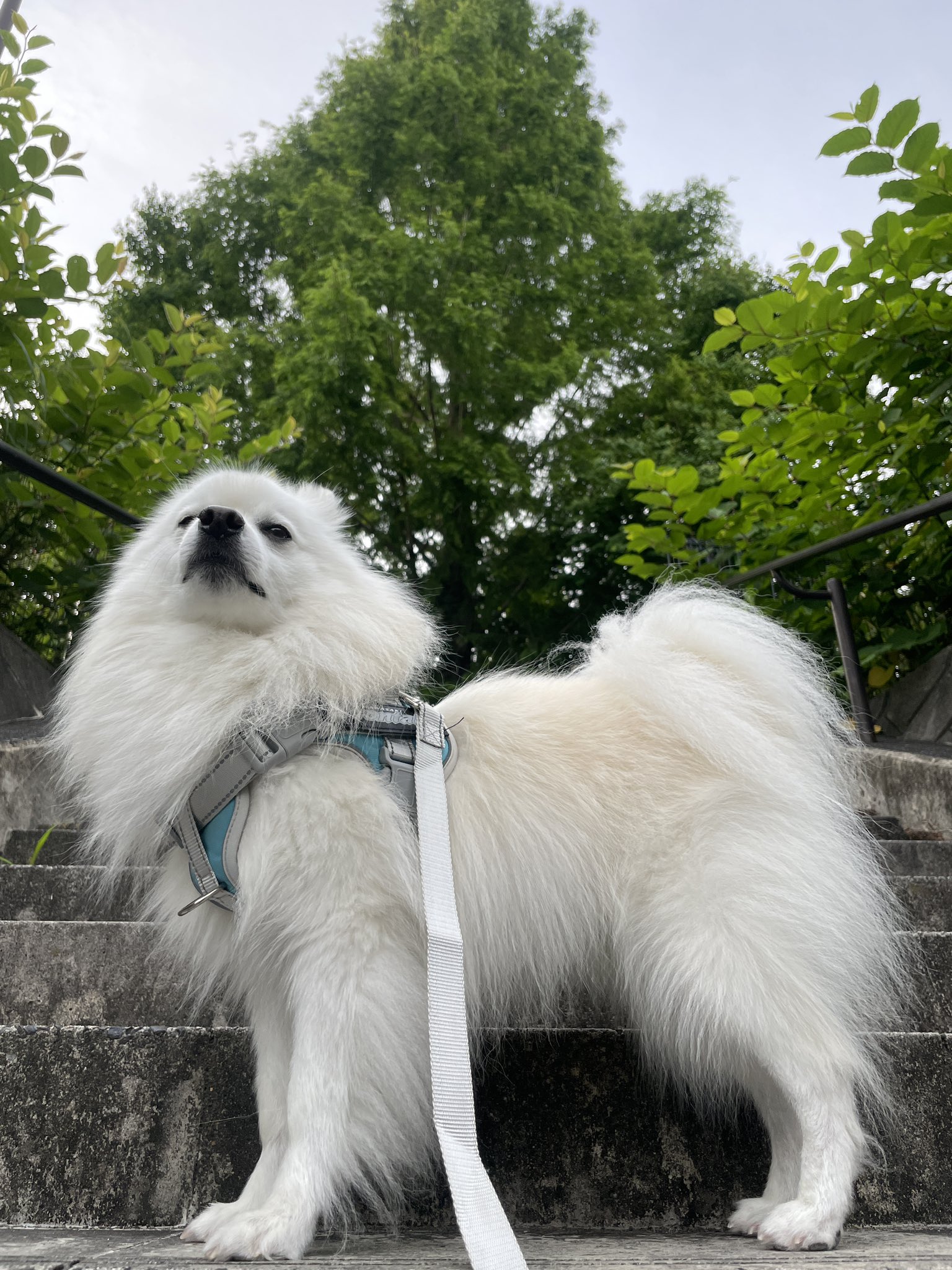 しろい犬 とっとりの白い犬（OUTLET）