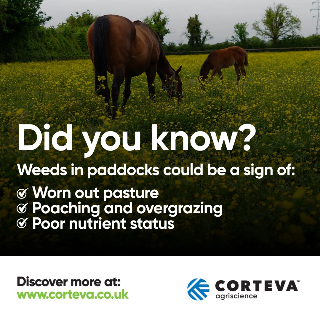 Corteva UK (@cortevauk) on Twitter photo 🐴 Top Tip Tuesday 🐴
Understanding why weeds thrive is key to controlling them.
🔹 Overgrazing can thin out the grass, giving weeds room to invade.
🔹 Poached or damaged ground only makes the problem worse.
🔹 Removing manure without replacing nutrients slows grass 🐴 Top Tip Tuesday 🐴
Understanding why weeds thrive is key to controlling them.
🔹 Overgrazing can thin out the grass, giving weeds room to invade.
🔹 Poached or damaged ground only makes the problem worse.
🔹 Removing manure without replacing nutrients slows grass