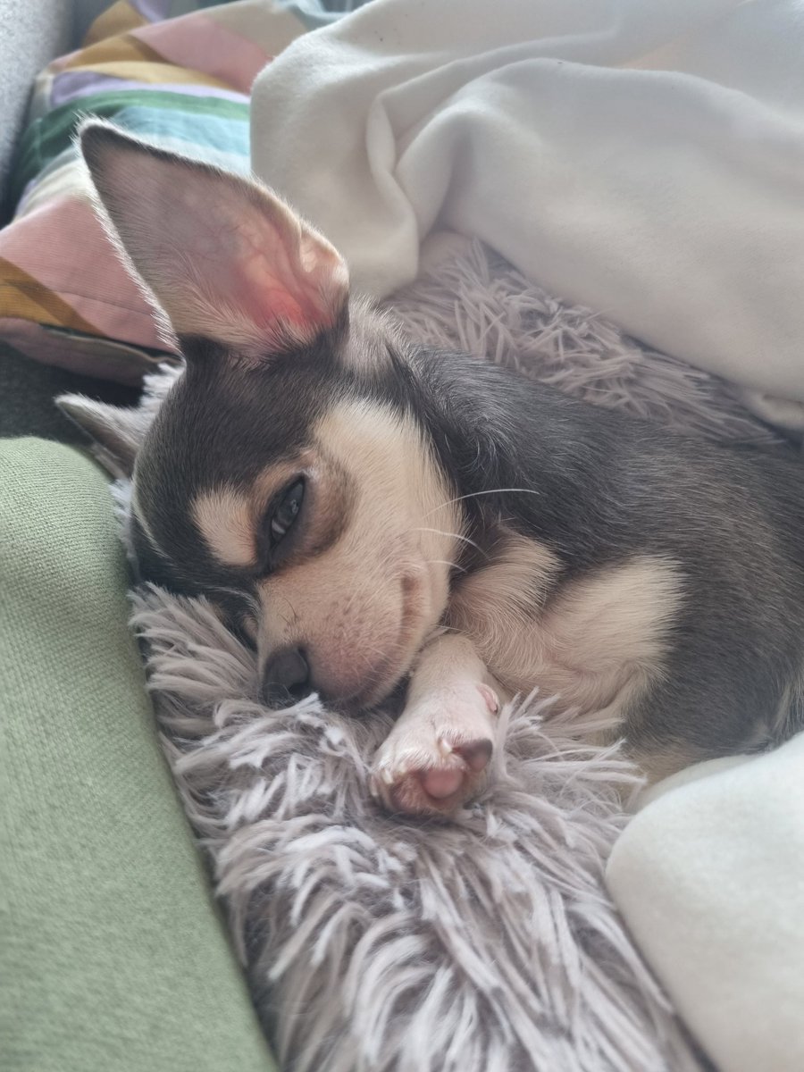 hanny 🐴🍝 tweet media