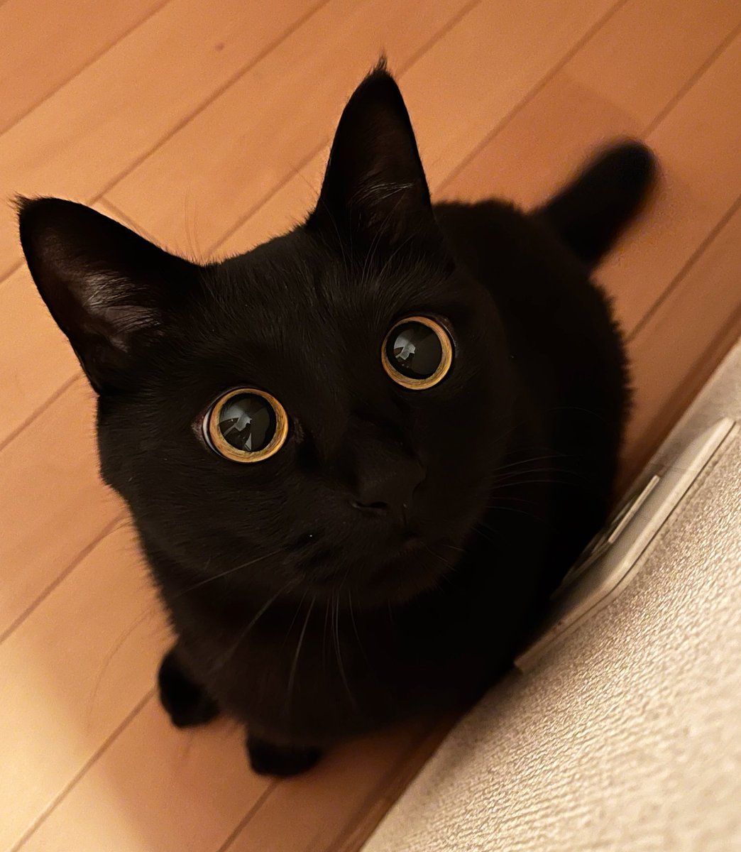 おやつ？✨️

#黒猫