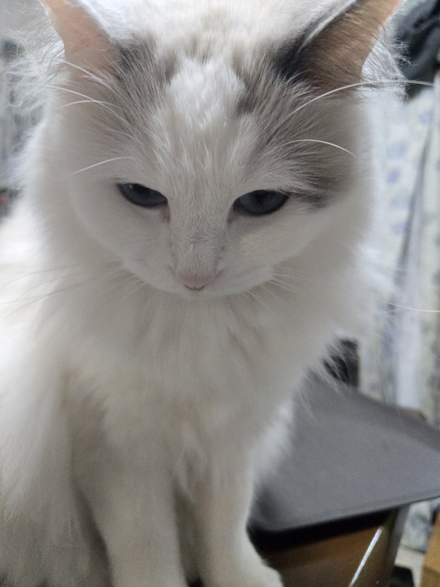 うぐちゃんです。この角度可愛いく見えるのは親バカ？