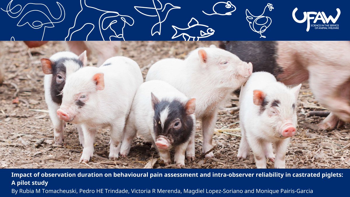 🔍 NEW pilot study aimed to investigate the impact of observation duration on pain assessment and intra-observer reliability in piglets using video recording.

🔗Read the full article here: ow.ly/8fB550W0FT6

#AnimalWelfare #AnimalWelfareScience