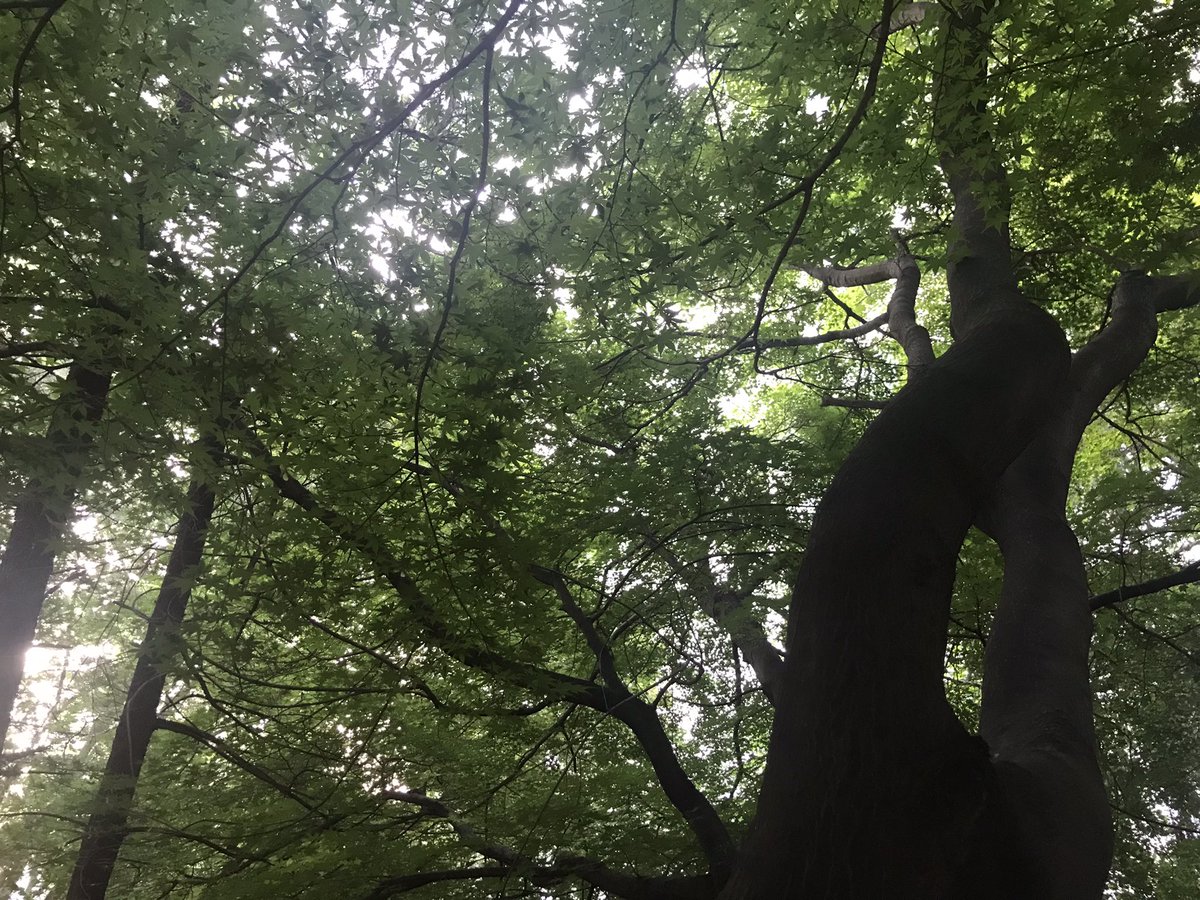 seonnye's tweet photo. 동네 산책길~
갑자기 쑥향 같은 향기에 취해 잠시 머문 곳에 굵은 단풍나무들이 많았다.
처음 알게된 단풍나무 향기~
나를 살게 하는 향기인 것 같다. https://t.co/6CNU6qYdyE