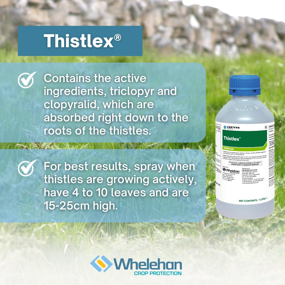 Did you know? 🤔👇

Thistles cut dry grass matter yields by up to 50% and contribute to dieases such as Orf in sheep.

Thistlex is proven in independent trials and at farm level to give long-term control of both creeping thistle and spear thistle. ✅✅

<a href="/corteva/">Corteva Agriscience</a>

#WeedControl