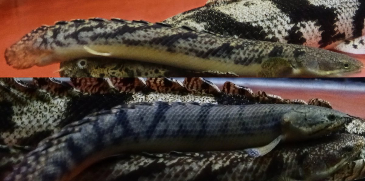 zi5928's tweet image. Guinea &amp;amp; Congo 
#polypterus #ポリプテルス