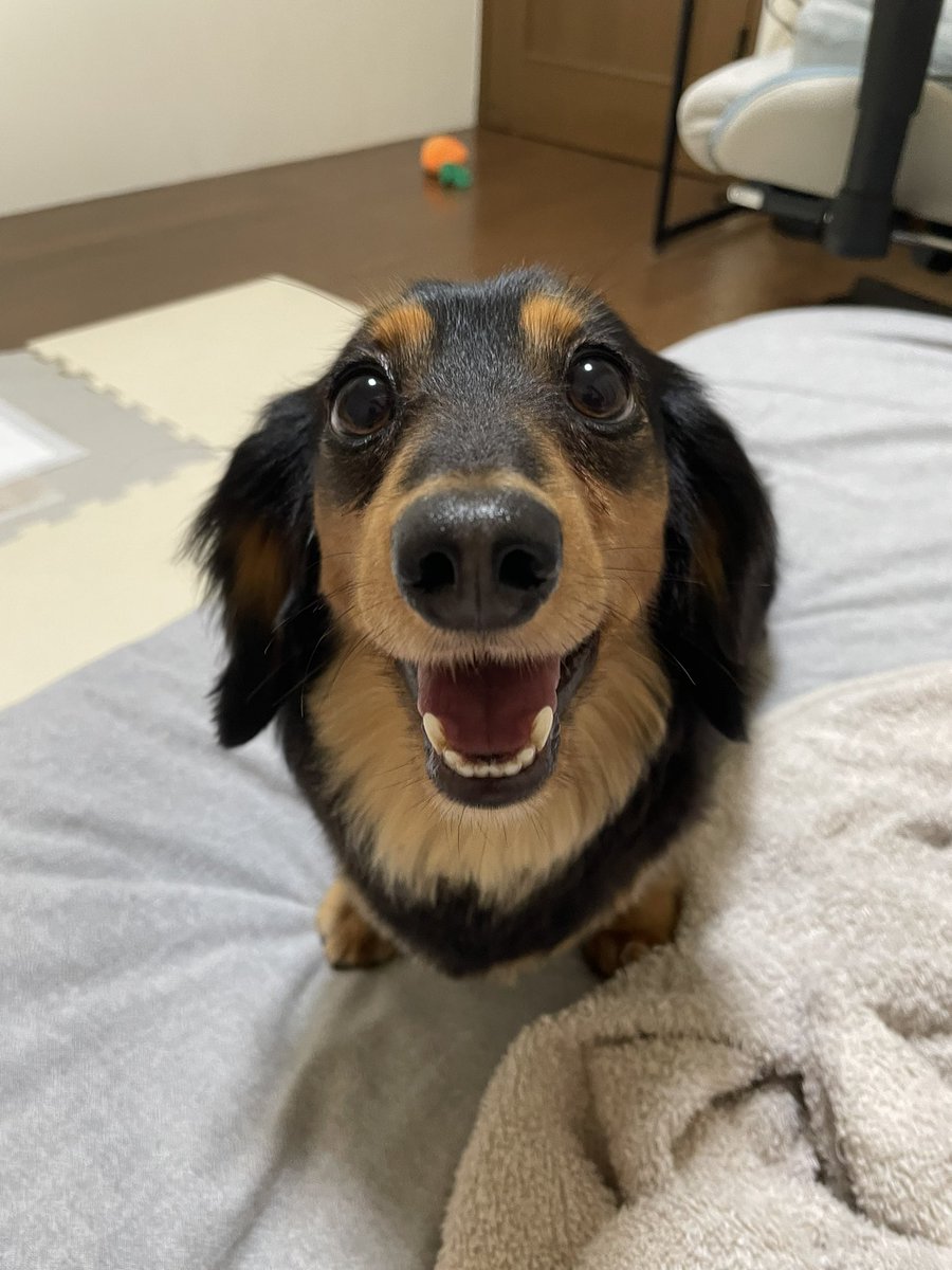 ロイくん🐶Mダックス♂ (@roiroi_reon02) / Posts / X