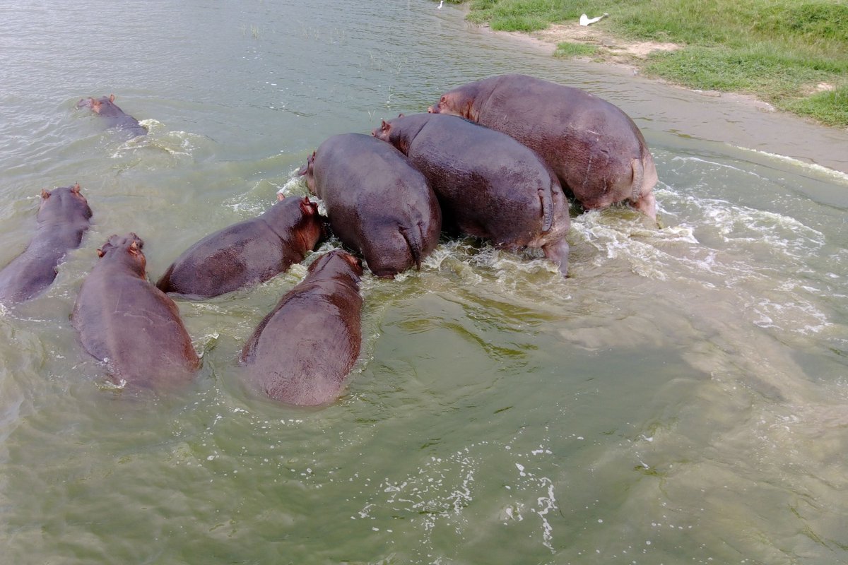 Magical sunset cruise! Animals gather for evening drinks. Reserve your spot today: queenelizabethnationalparkuganda.com/attractions/ka… #kazingachannel #kazingachannelinuganda #kazingachannelinqueenelizabethnationalpark #queenelizabethnationalpark