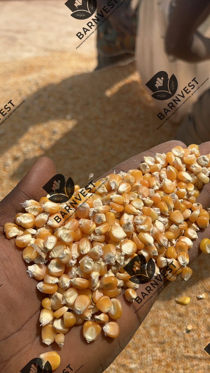 barnvest's tweet photo. Fueling growth on Barnvest! Track the latest maize market trends in Nigeria and invest in agricultural opportunities. Let's cultivate a prosperous future together. #BarnvestAgri #NigeriaMaize #AgriInvestment #GrowWithBarnvest #SustainableAgriculture https://t.co/0zOV3r3ml0
