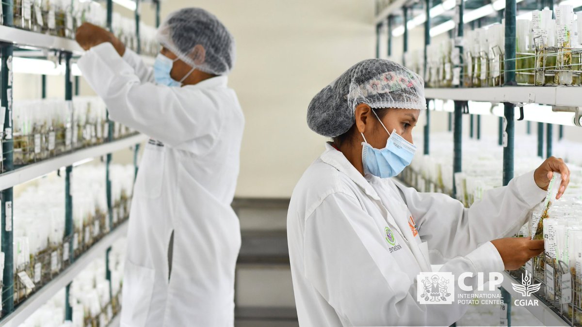 Did you know more than half of <a href="/CGIAR/">CGIAR</a> germplasm requests are still made by email 📩?

The Genebank Accelerator is fixing that—with AI, digital tools &amp; better databases like GGCE. Discover how <a href="/Cipotato/">International Potato Center</a> and CGIAR are securing the future of food:

👉🏽 bit.ly/CIP-CGIARGeneb…