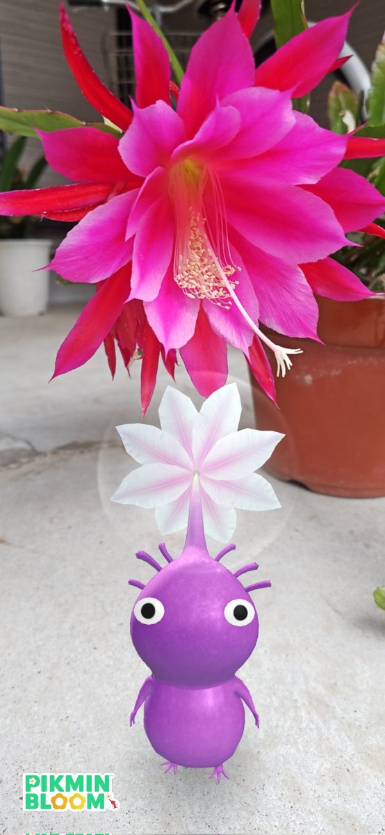 真っ赤なクジャクサボテンの花
今年は咲きましたー🥰
#ピクミンブルーム #PikminAR