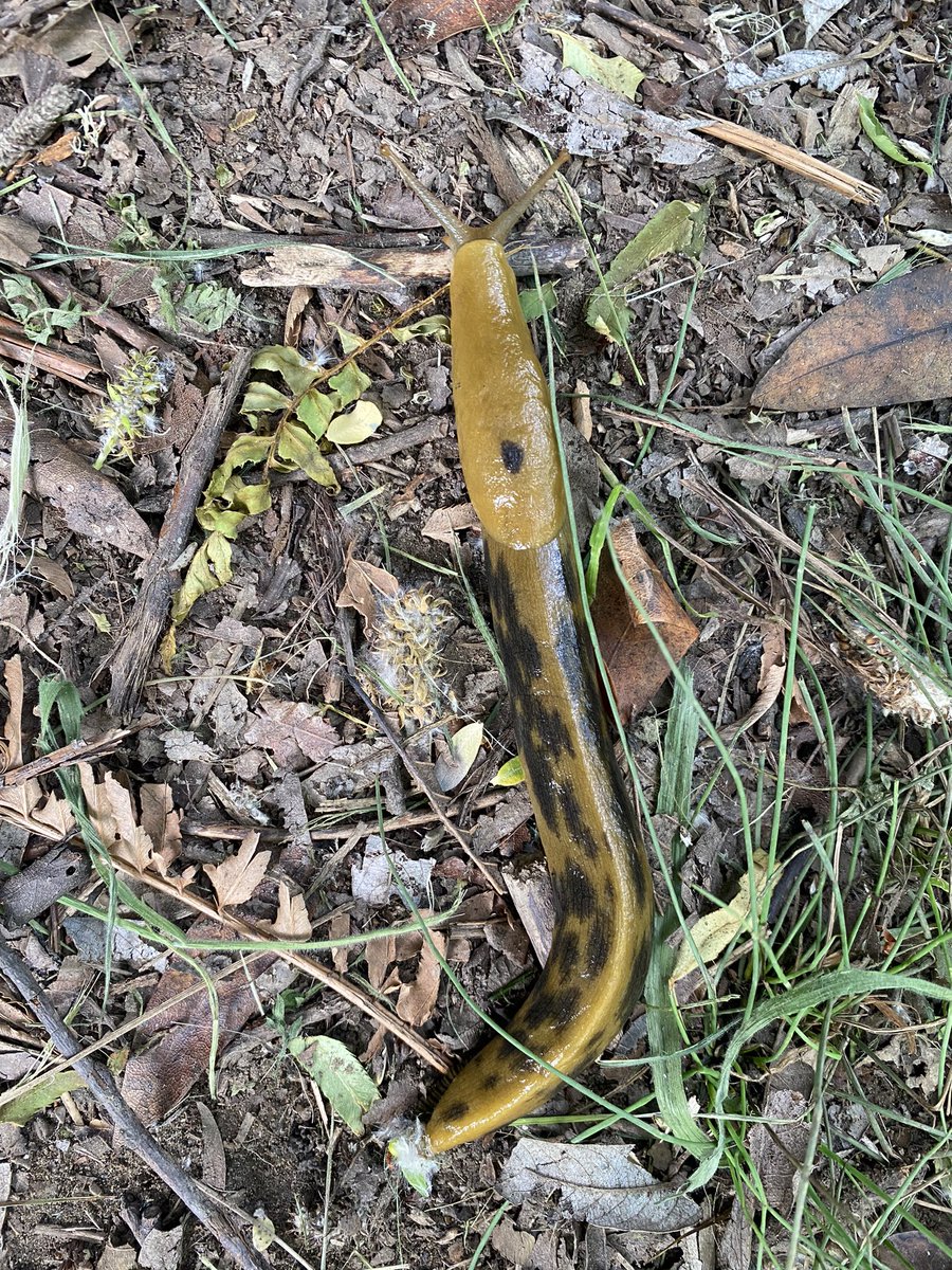AT0MICLES's tweet photo. Newt and banana slug https://t.co/lGD9wYhKOB