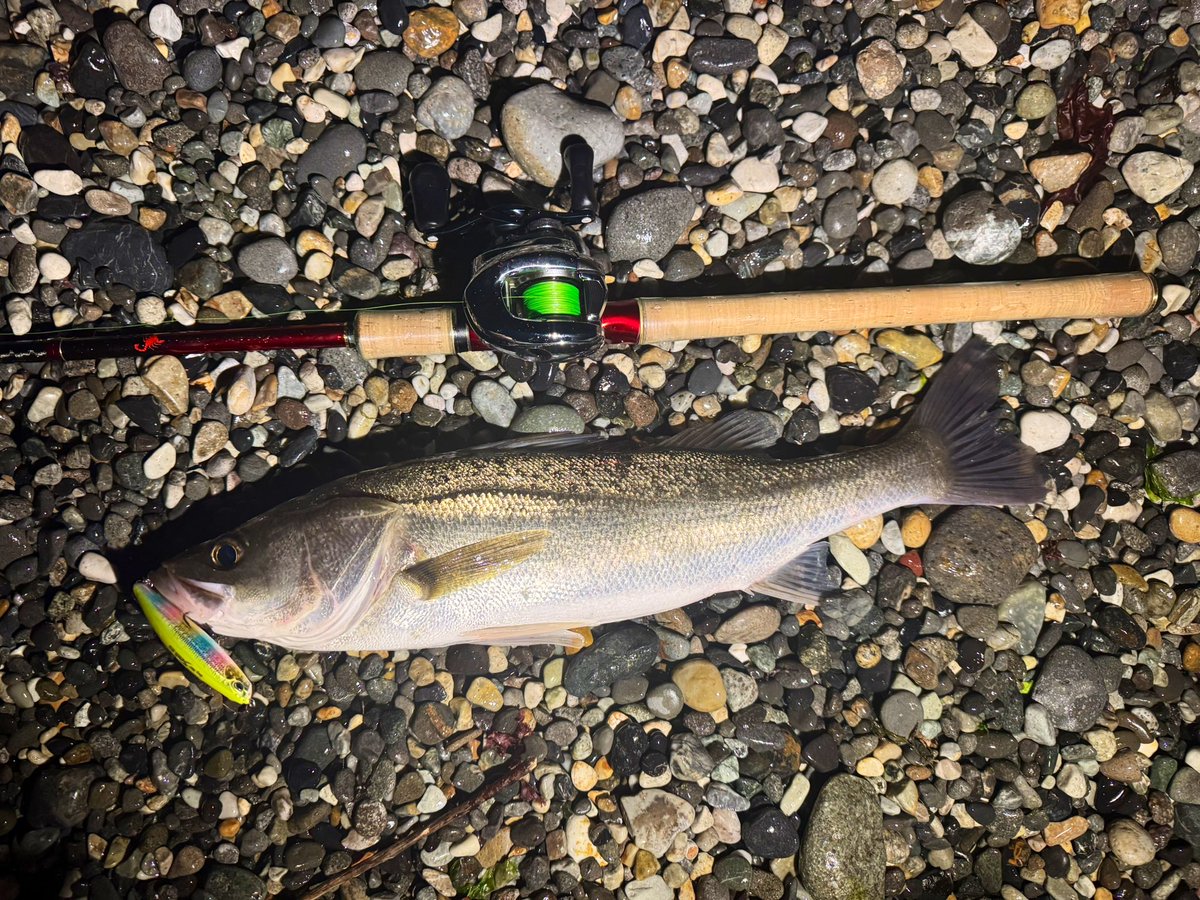 4416Fishing's tweet photo. 🦑パターンを期待して日本海に…
マイクロベイト楽しませてもらいました🙇 https://t.co/8v8c77QPlg