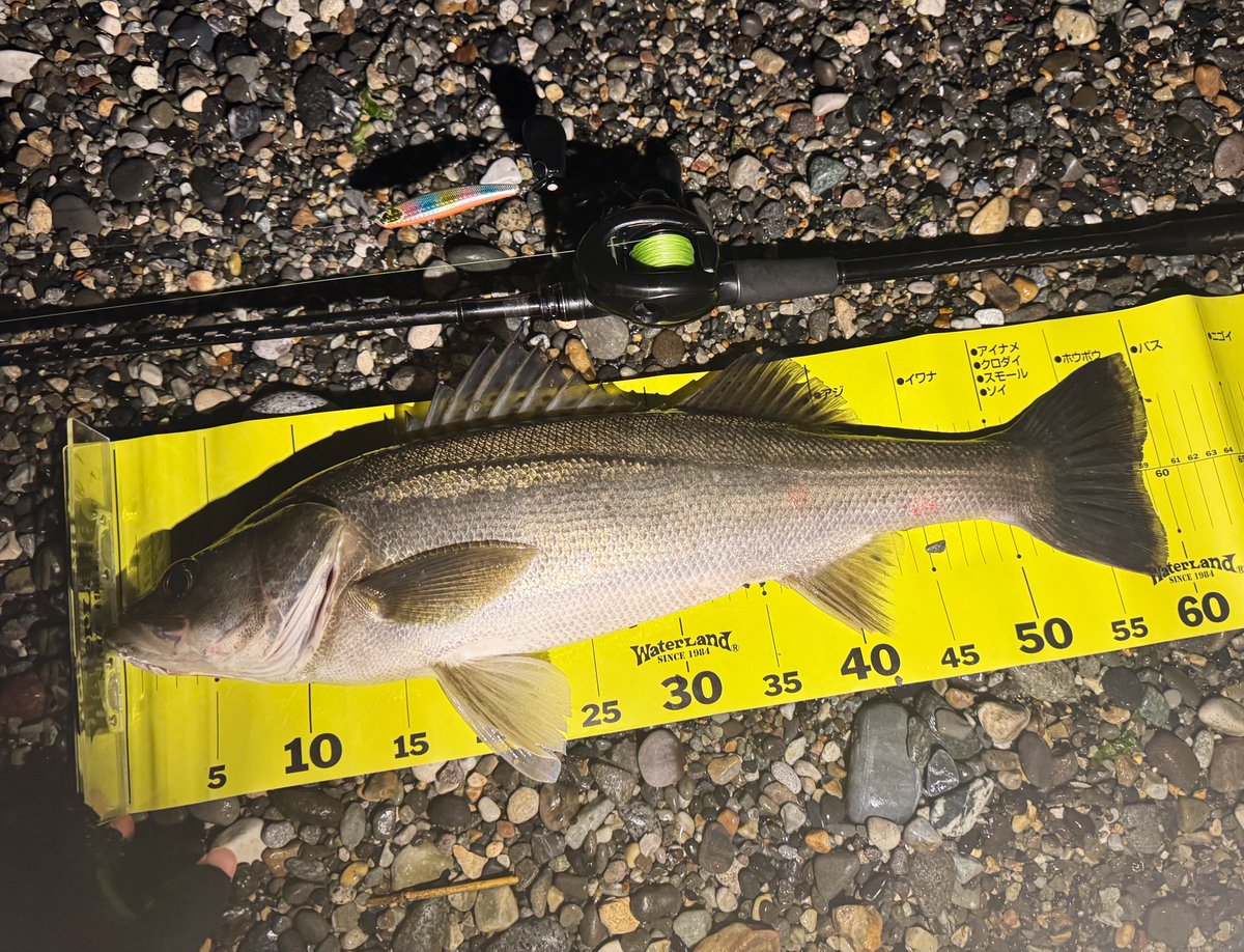 4416Fishing's tweet photo. 🦑パターンを期待して日本海に…
マイクロベイト楽しませてもらいました🙇 https://t.co/8v8c77QPlg