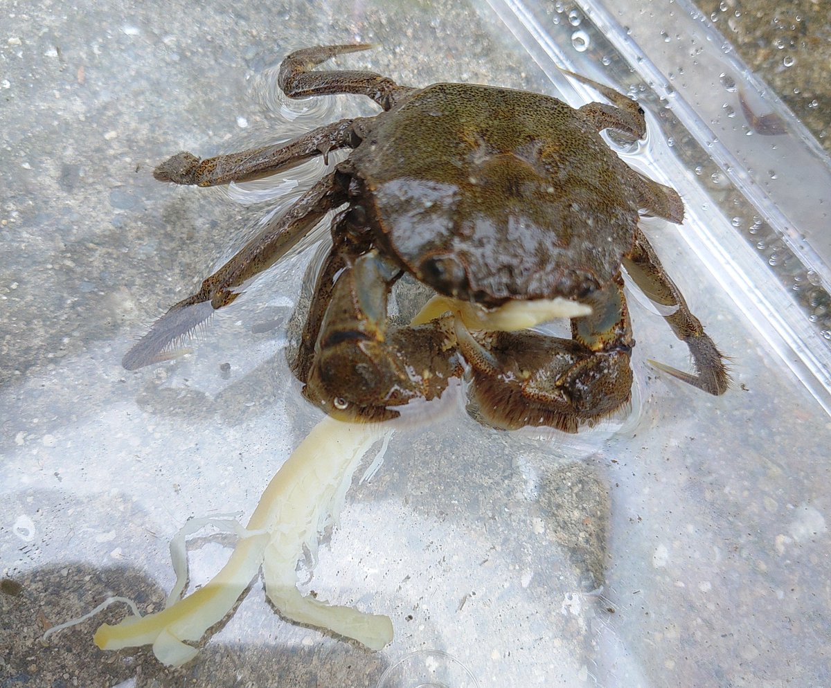 【カニ🦀確保】保育園に行く道の側溝にカニ🦀（ほっとくと乾燥して死ぬ）を娘が見つけたので緊急確保しました😊水に入れたら復活して、酒のアテ（スルメ）をすごい勢いで食べております。災害時に非常食にできる生物なら良かったんですが、さすがにこのカニ🦀は無理でしょうね（おいしくなさそう🦀）