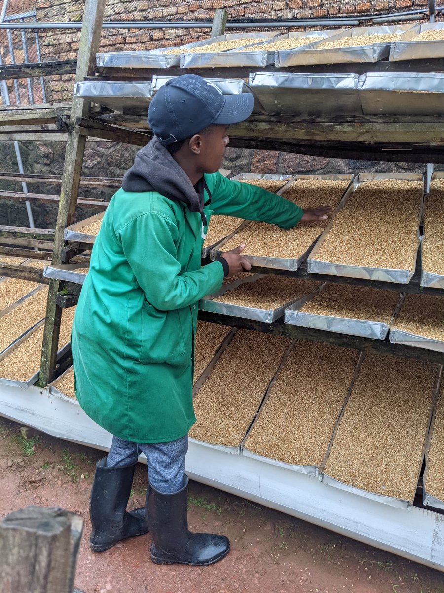 AgriHopper's tweet image. Hydroponic fodder:
       Grows in 7 days
         Uses 90% less water
         15% more digestible than dry grains
Grow green. Grow clean.
#AgriHopper #HydroponicFeeds #EcoSolutions