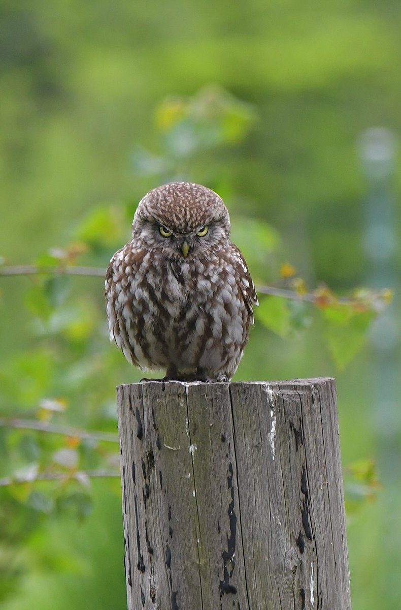 Roysiebirding's tweet photo. Little owl in different locations. #springwatch #bbcwildlife #birdwatching #britishwildlife #Countryfile #nikon #birdlovers #Birdcaptures #birdphotography #wildbritian #freshbreezeclub #fbpc_hiddentalent #nikonwildlife #thewildlifetrust #nikon #birds #Discoverwildlife https://t.co/T0QE2pGCaB