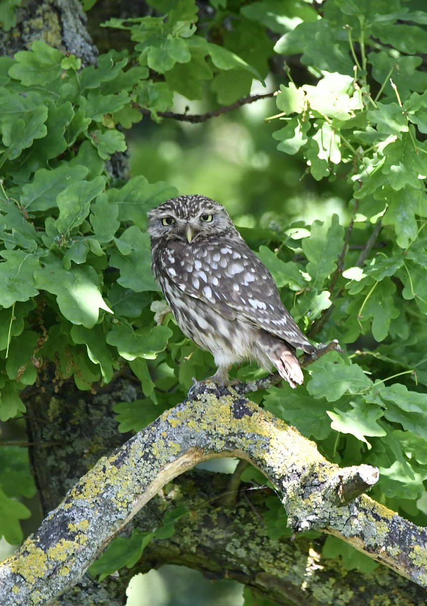 Roysiebirding's tweet photo. Little owl in different locations. #springwatch #bbcwildlife #birdwatching #britishwildlife #Countryfile #nikon #birdlovers #Birdcaptures #birdphotography #wildbritian #freshbreezeclub #fbpc_hiddentalent #nikonwildlife #thewildlifetrust #nikon #birds #Discoverwildlife https://t.co/T0QE2pGCaB
