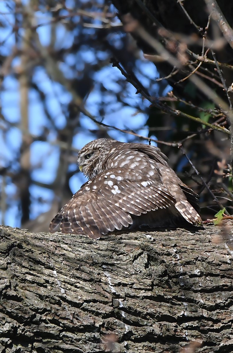 Roysiebirding's tweet photo. Little owl in different locations. #springwatch #bbcwildlife #birdwatching #britishwildlife #Countryfile #nikon #birdlovers #Birdcaptures #birdphotography #wildbritian #freshbreezeclub #fbpc_hiddentalent #nikonwildlife #thewildlifetrust #nikon #birds #Discoverwildlife https://t.co/T0QE2pGCaB