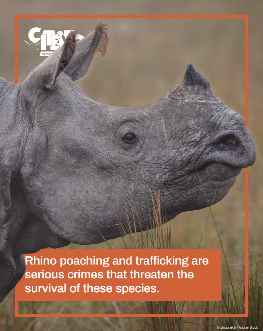 ICCWC_WFC's tweet image. Thanks to the dedicated efforts of @CITES Parties, enforcement action and conservation initiatives, progress has been made in reducing rhino trafficking 🦏 🚨 Yet it remains a serious crime. 

The CITES Rhinoceros Enforcement Task Force is meeting this week in South Africa 🇿🇦…