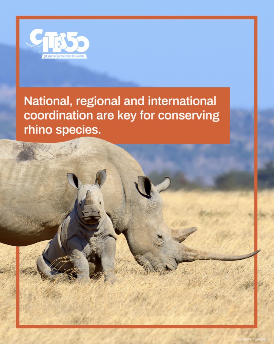 Thanks to the dedicated efforts of <a href="/CITES/">CITES</a> Parties, enforcement action and conservation initiatives, progress has been made in reducing rhino trafficking 🦏 🚨 Yet it remains a serious crime. 

The CITES Rhinoceros Enforcement Task Force is meeting this week in South Africa 🇿🇦