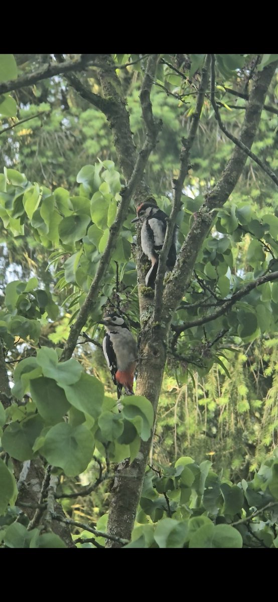 Baby woodpecker came with daddy this morning ! 🎉