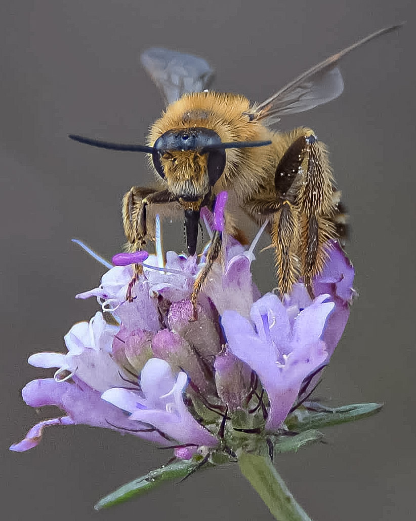 Bon dia!!!

Segueixo amb fotos d'arxiu a l'espera de sortir a passejar la càmera. La fotografia de natura m'ha ensenyat que coses ben petites tenen una importància vital mentre que nosaltres que ens creiem importants segurament som força insignificants i prescindibles.

Salut.
