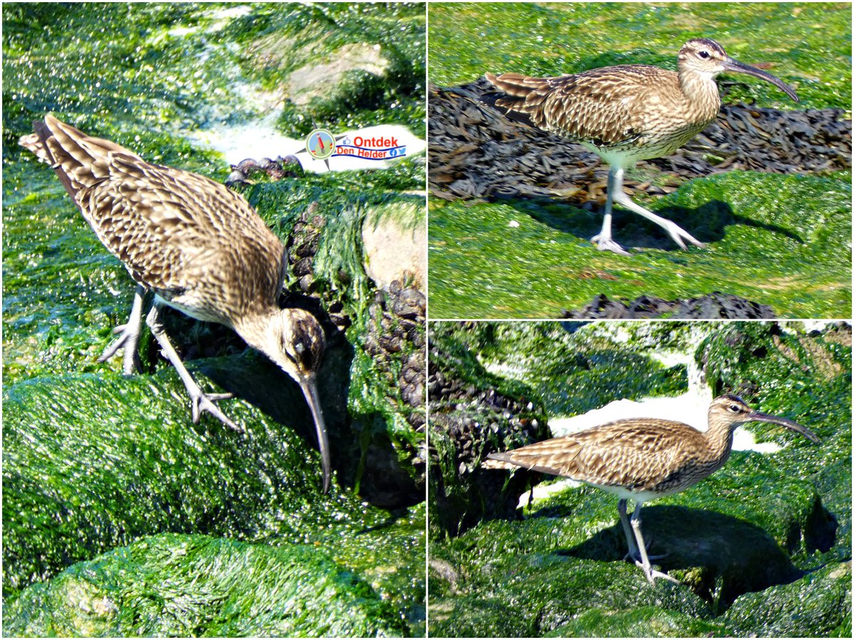 De #regenwulp heeft z'n naam mee op deze #druilerige #Hemelvaart 😊😉 Langs de #dijk van #Den_Helder - #vogels #whimbrel #birds #AscensionDay #nature