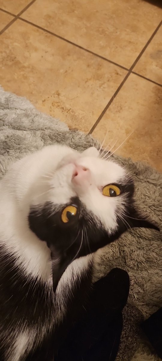 That_Fox_Guy's tweet photo. Shout out to my little bathroom buddy for being there when times get rough. When Im Fighting for my life on the porcelain throne, he's  there with me. https://t.co/zxbYYvu5Hk