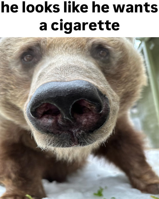 BearyDales (@bearydales) on Twitter photo 