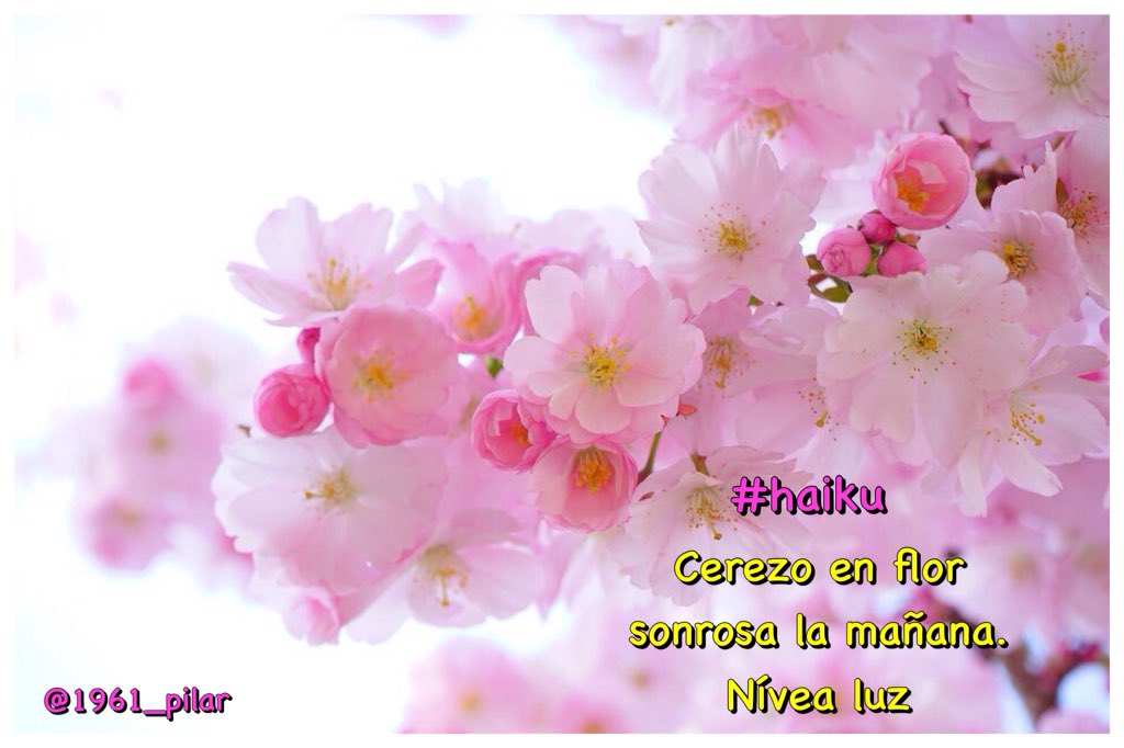 Un nuevo amanecer ¡Buenos días!

Cerezo en flor...

~haiku~

#LYF15  #VAFlorDePiel