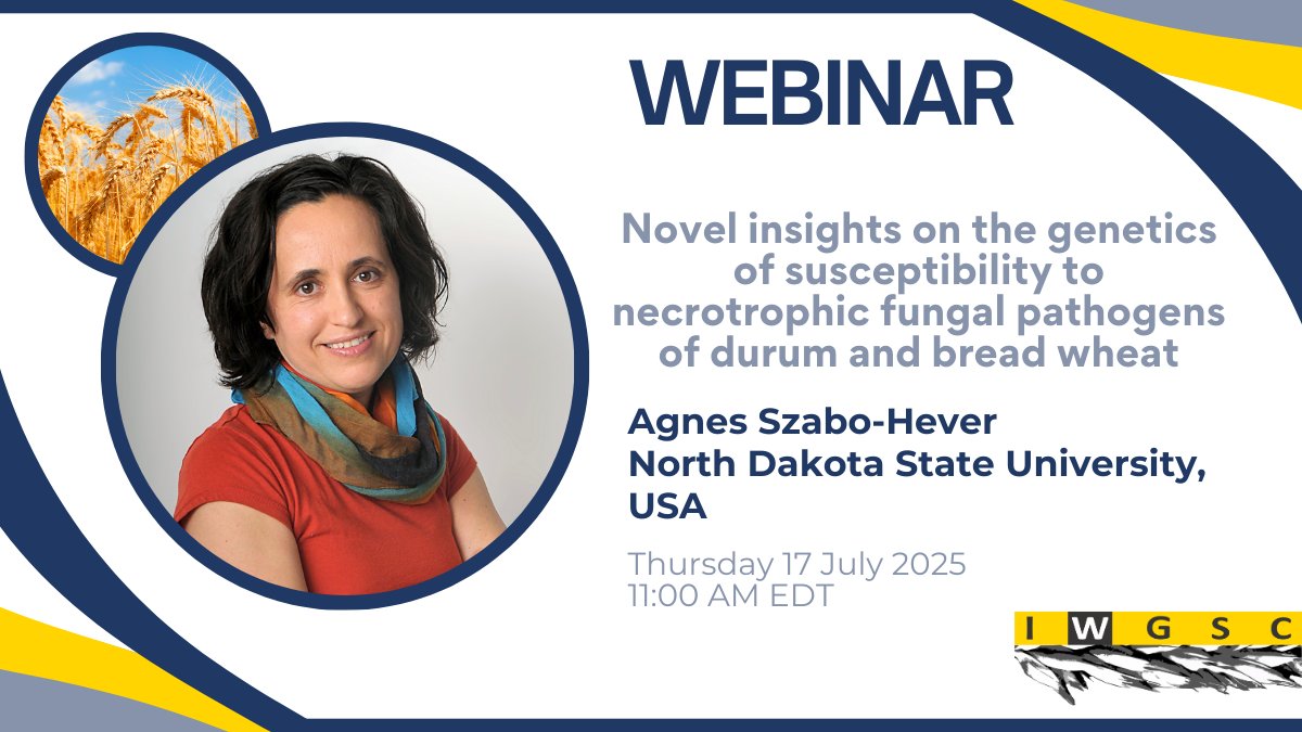 wheatgenome's tweet image. 🌾Agnes Szabo-Hever @NDSU will reveal groundbreaking insights into how susceptibility genes interact with necrotrophic effectors in hard red spring wheat and durum wheat.
📅 Don’t miss the webinar on 17 July 2025 at 11 AM EDT!
🔗 Sign up today: tinyurl.com/yh8bc3au