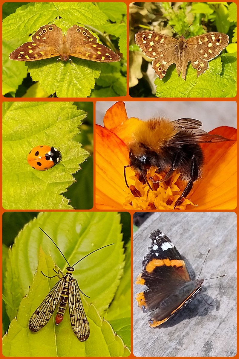s4r4h_l's tweet photo. #InsectThursday A few more #minibeasts from yesterday, speckled wood #butterfly, 6 spot #ladybird, a tree #bee, a common #scorpionfly and a red admiral. @Lancswildlife #Lancashire #vitaminN https://t.co/sNcWW4nDOx